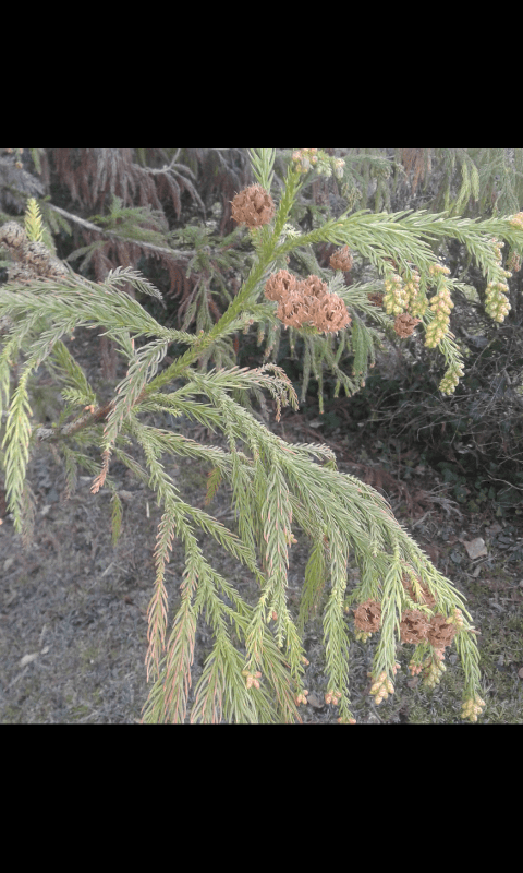 Cupressaceae:  Cryptomeria japonica